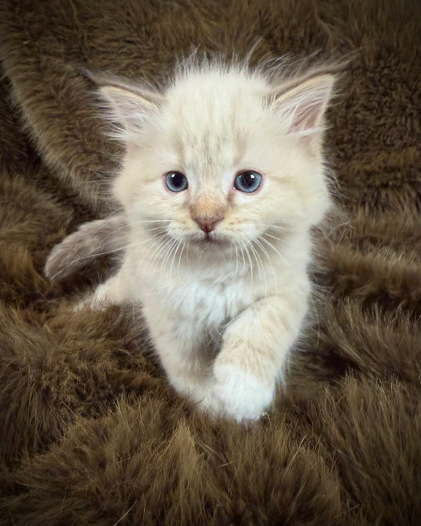 Mouse    - MALE  - chocolate mink lynx mitted