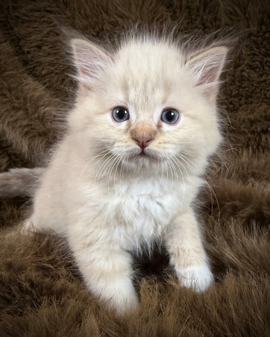 Mouse    - MALE  - chocolate mink lynx mitted