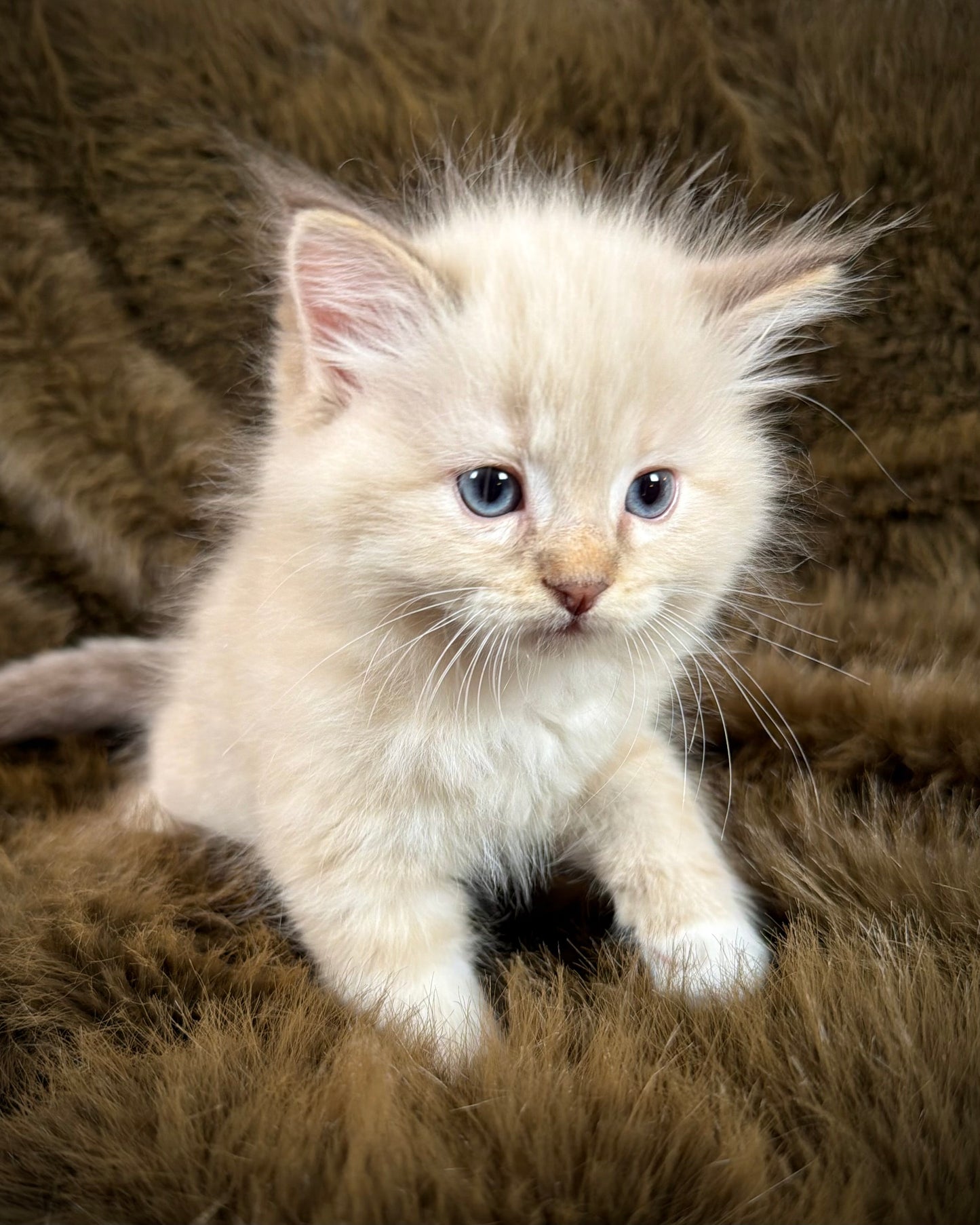 Mouse    - MALE  - chocolate mink lynx mitted