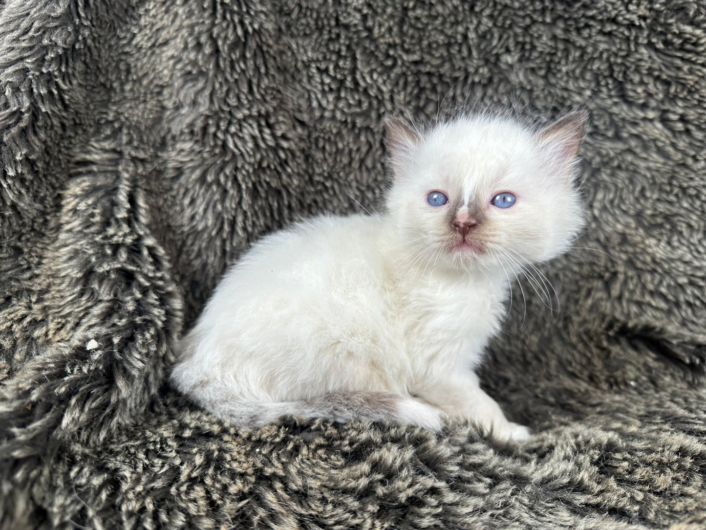 Liberty - chocolate Mitted with Blaze - MALE - AVAILABLE 7/4/25