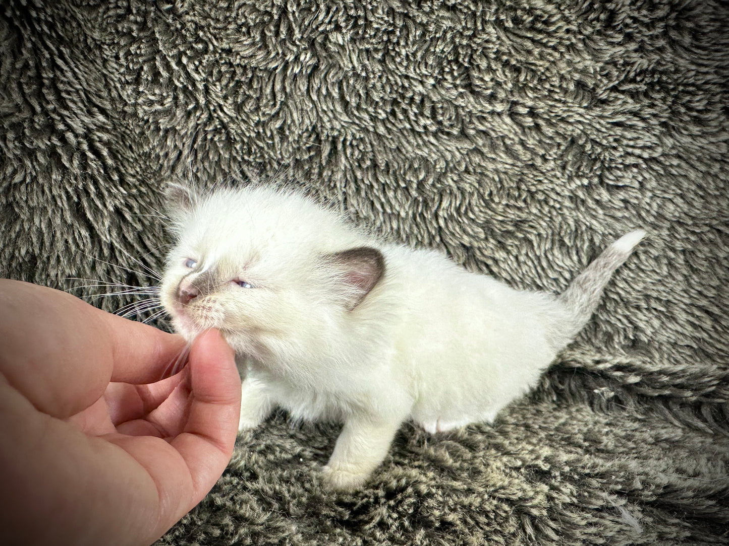 Liberty - chocolate Mitted with Blaze - MALE - AVAILABLE 7/4/25