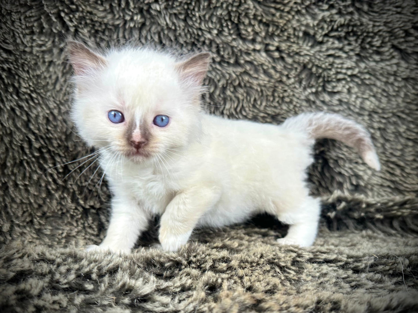 Liberty - chocolate Mitted with Blaze - MALE - AVAILABLE 7/4/25