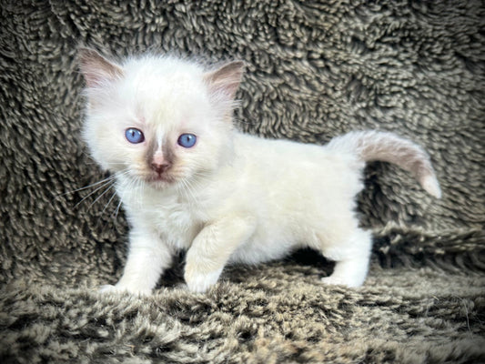 Liberty - chocolate Mitted with Blaze -FEMALE - AVAILABLE 7/4/25