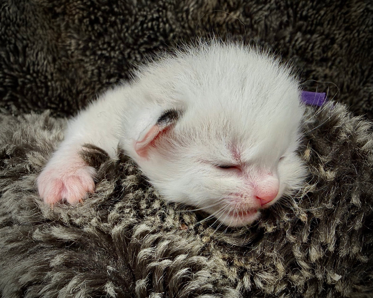Freida  - FEMALE  - Blue Mink bicolor