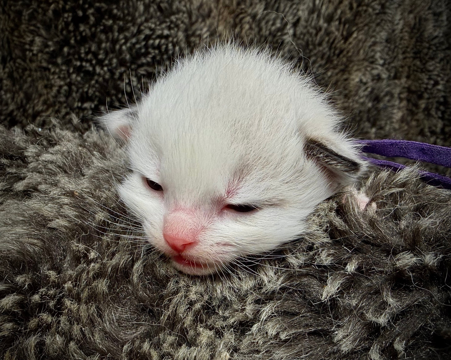 Freida  - FEMALE  - Blue Mink bicolor