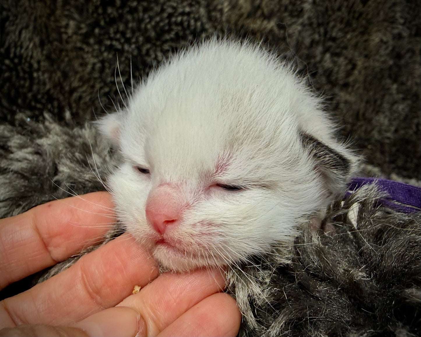 Freida  - FEMALE  - Blue Mink bicolor