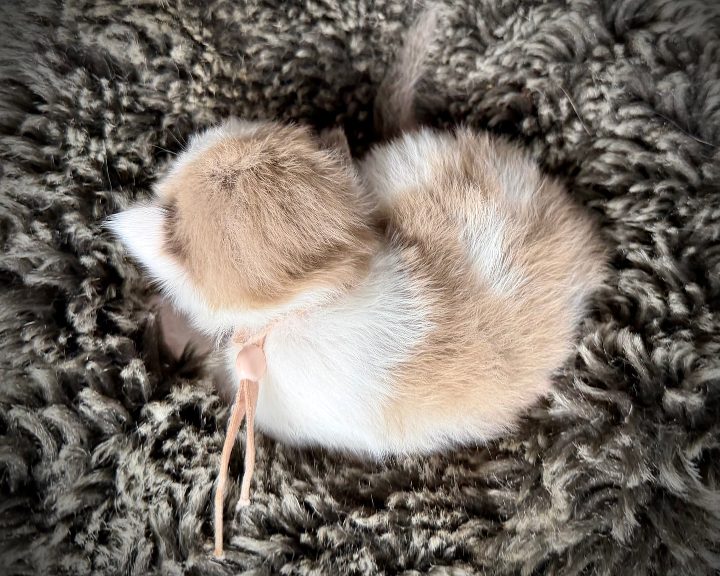 Georgia O’Keefe  - FEMALE  - Seal Mink High White Bicolor
