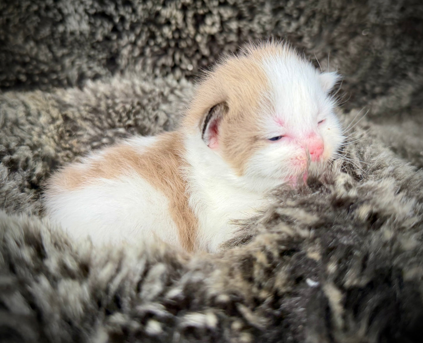 Georgia O’Keefe  - FEMALE  - Seal Mink High White Bicolor