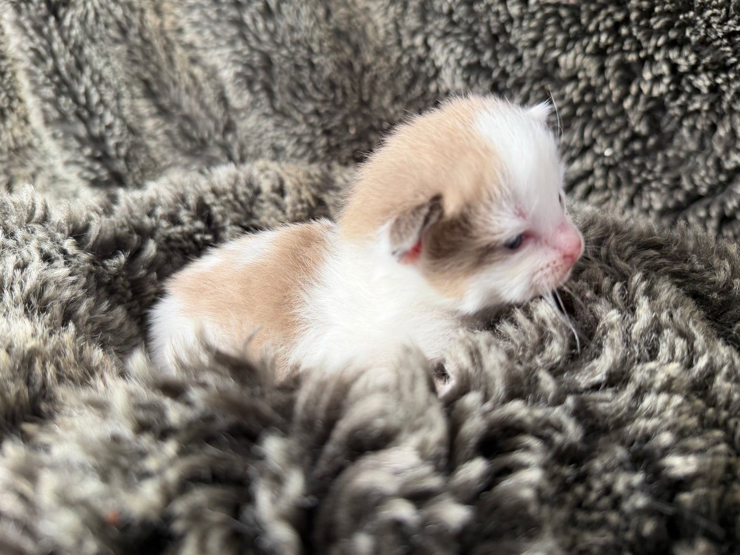 Georgia O’Keefe  - FEMALE  - Seal Mink High White Bicolor