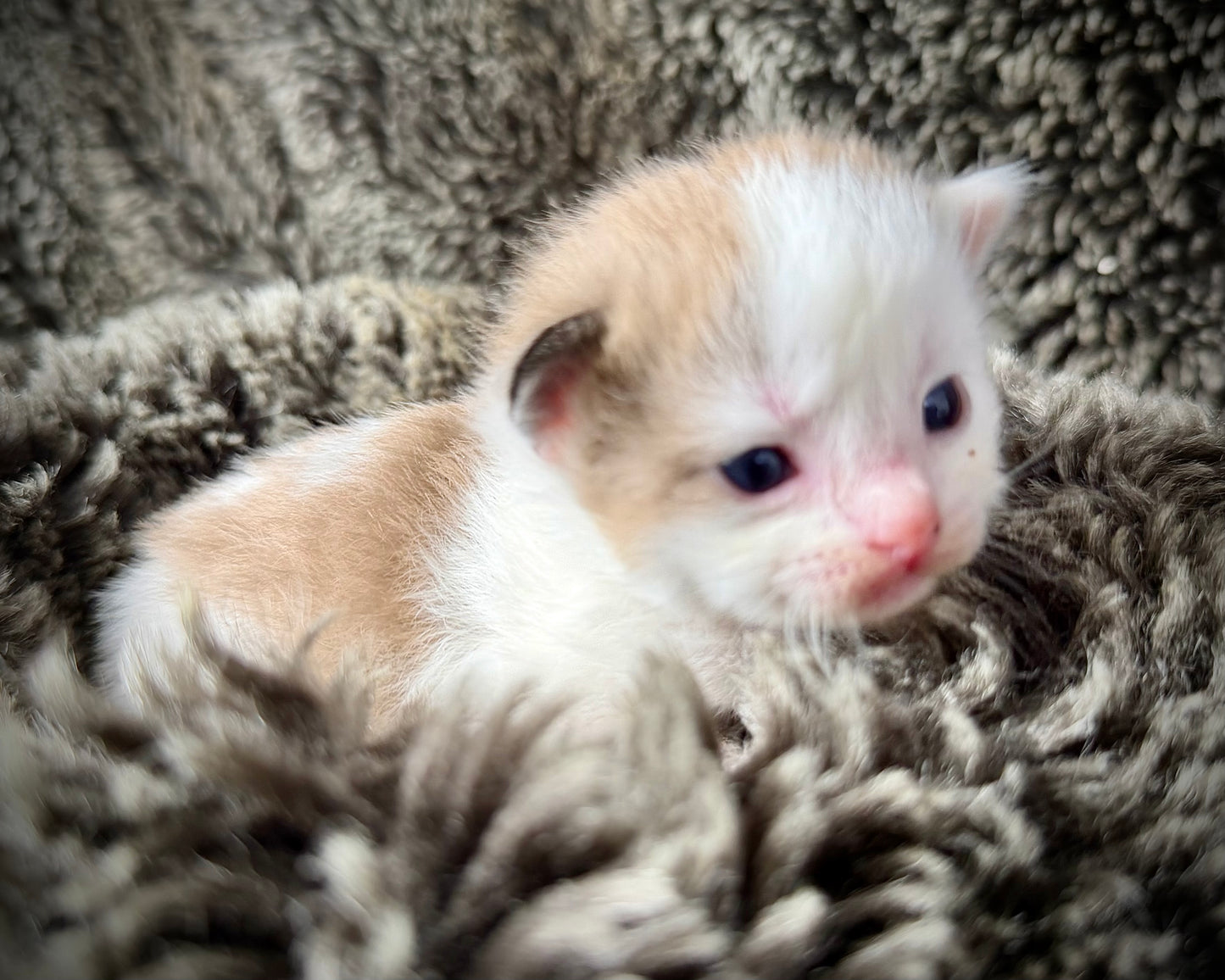 Georgia O’Keefe  - FEMALE  - Seal Mink High White Bicolor