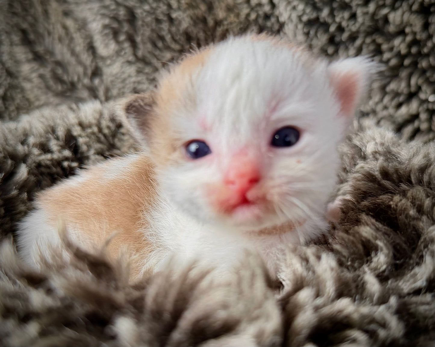Georgia O’Keefe  - FEMALE  - Seal Mink High White Bicolor