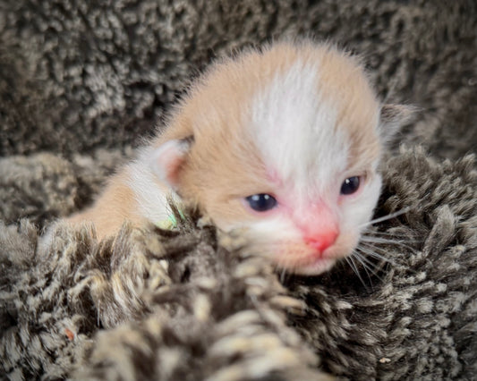 ROTHKO - MALE  - seal bicolor sepia/Mink