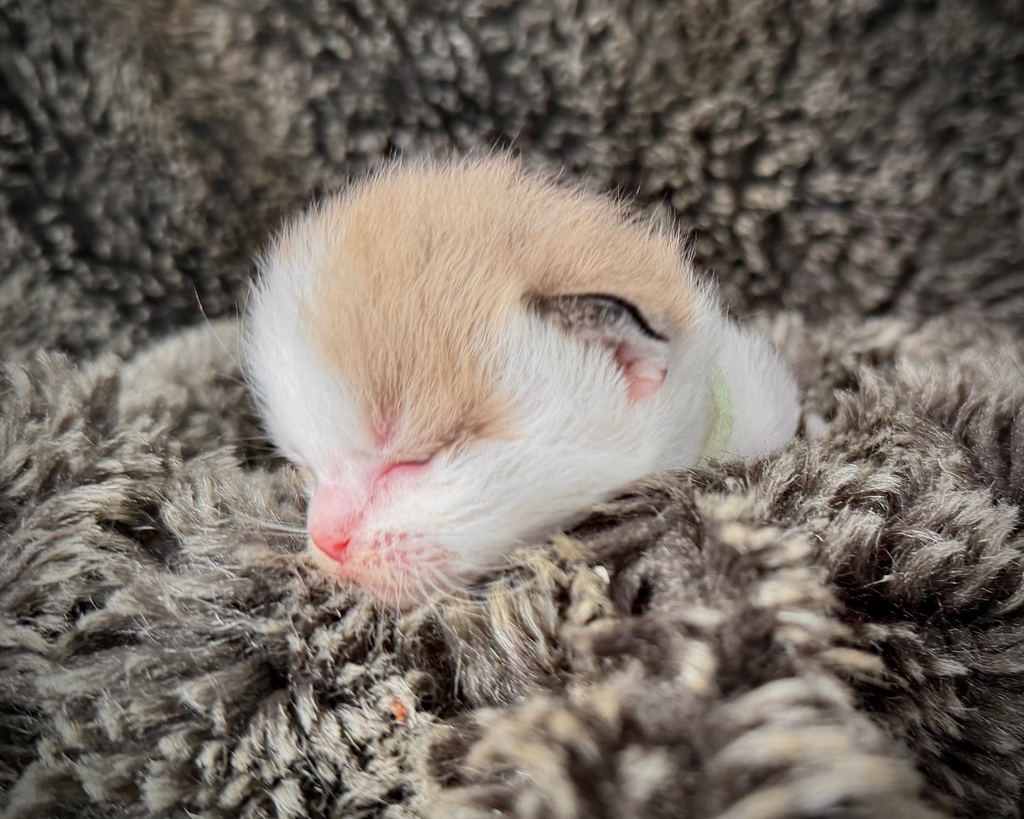 Georgia O’Keefe  - FEMALE  - Seal Mink High White Bicolor