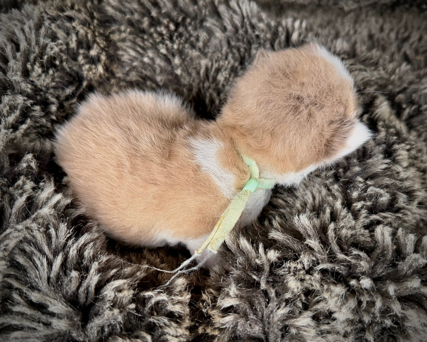 Georgia O’Keefe  - FEMALE  - Seal Mink High White Bicolor