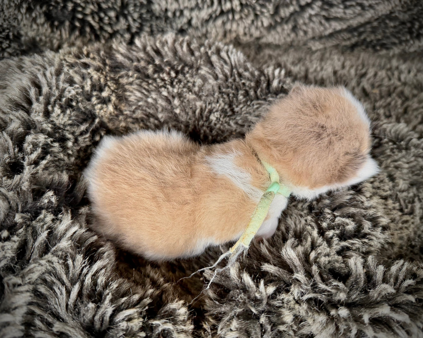 Georgia O’Keefe  - FEMALE  - Seal Mink High White Bicolor