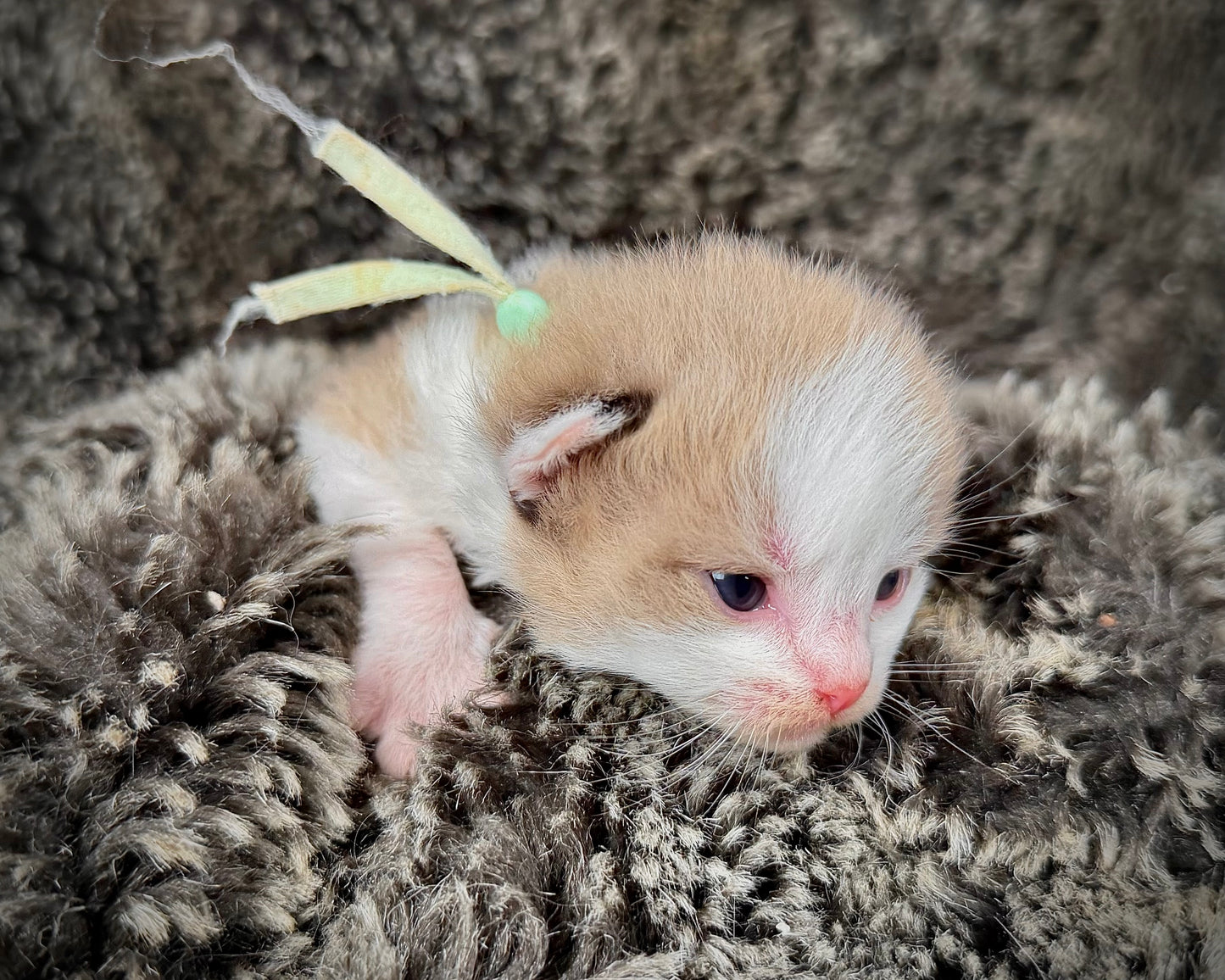 Georgia O’Keefe  - FEMALE  - Seal Mink High White Bicolor