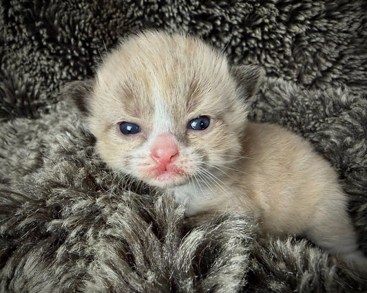 Jean Miro  - FEMALE  - Seal Mink Bicolor