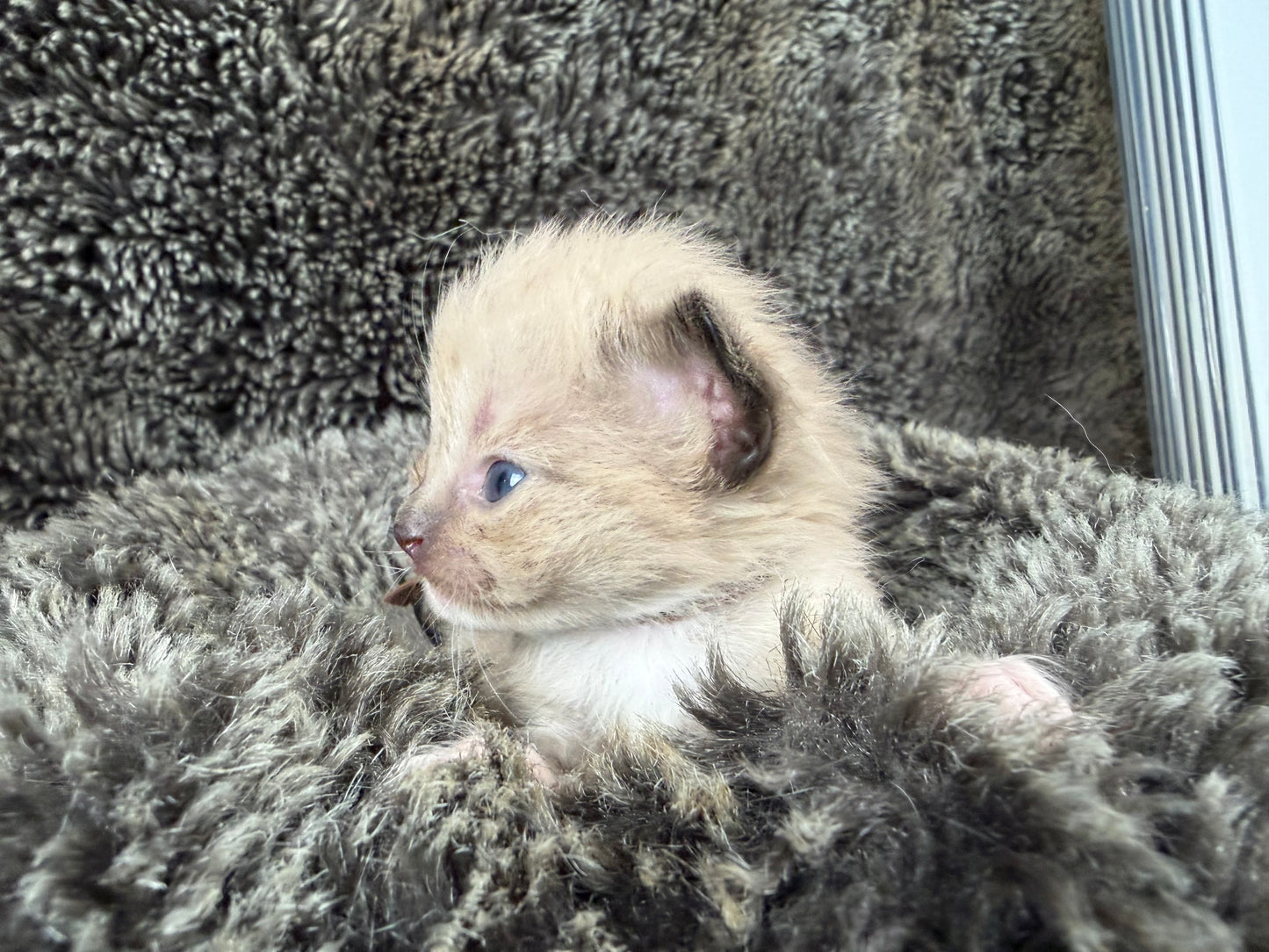 Dorothea Lange - FEMALE  - Seal Mink mitted