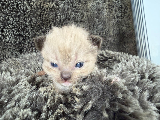 Dorothea Lange - FEMALE  - Seal Mink mitted