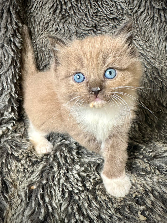 Godiva - Sepia seal - FEMALE - AVAILABLE 8/2/25