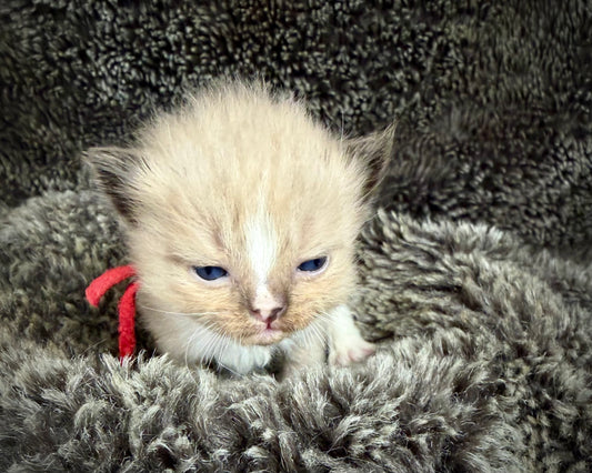 JASPER JOHNS - MALE  - seal sepia/Mink mitted with diamond blaze