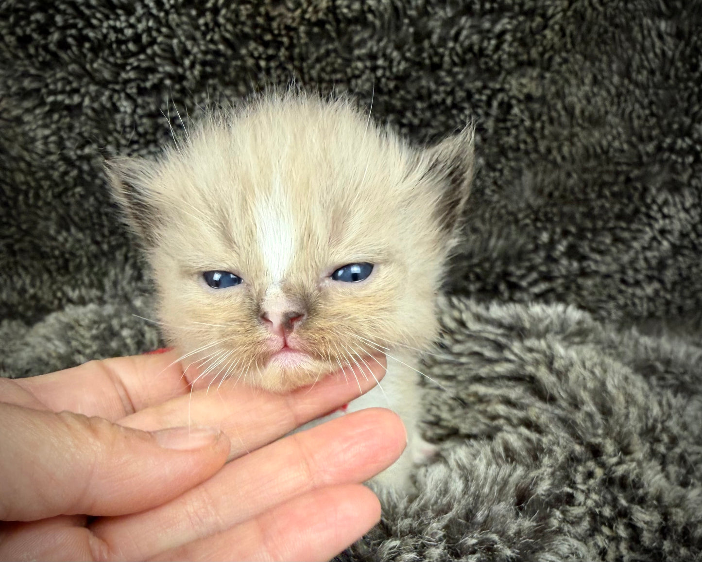 JASPER JOHNS - MALE  - seal sepia/Mink mitted with diamond blaze