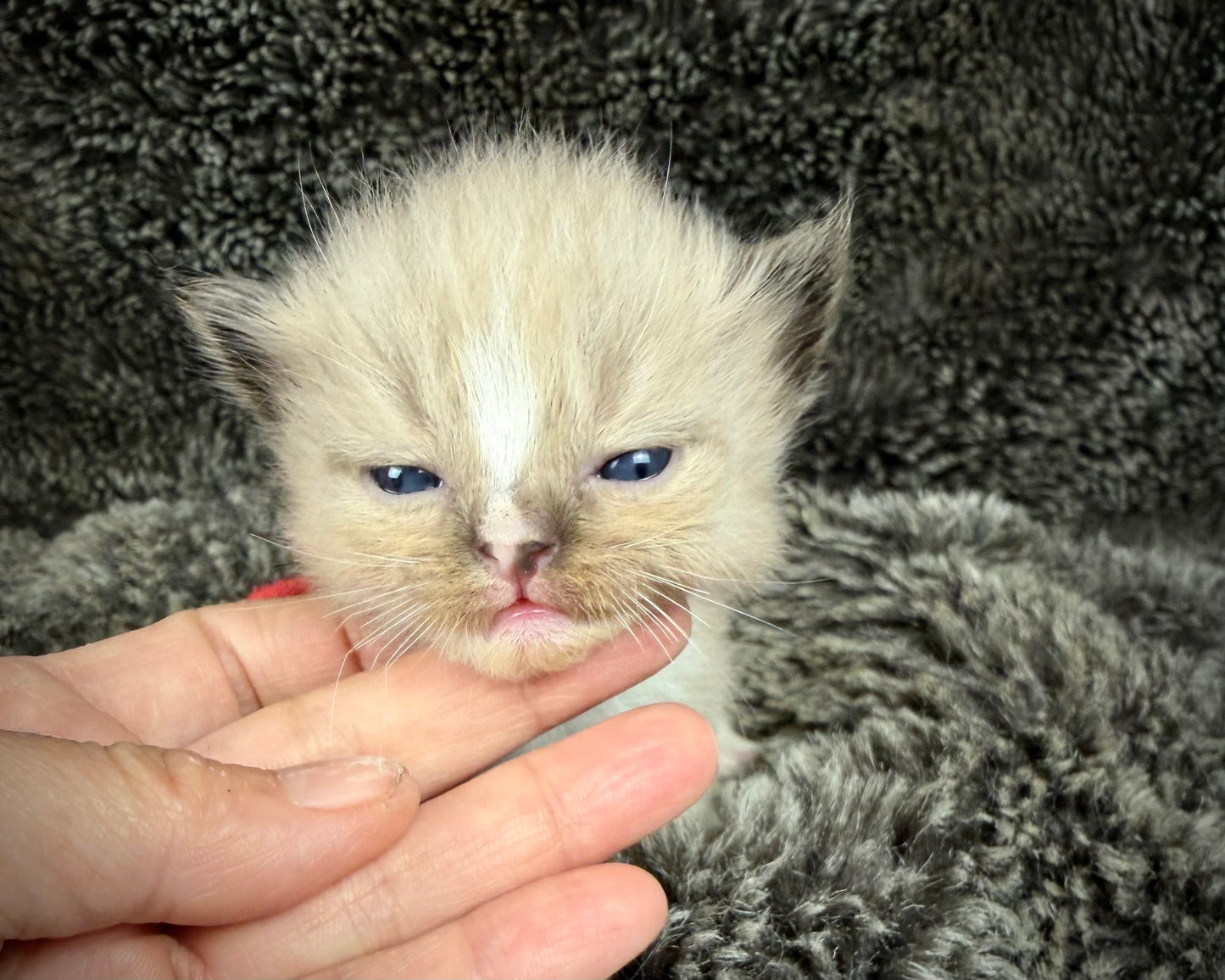 JASPER JOHNS - MALE  - seal sepia/Mink mitted with diamond blaze