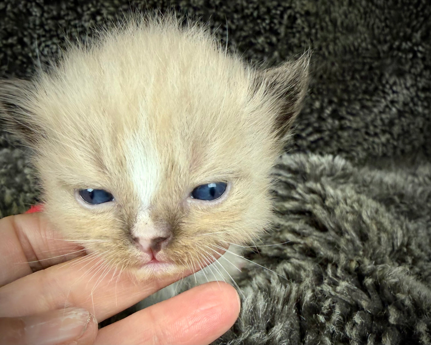 JASPER JOHNS - MALE  - seal sepia/Mink mitted with diamond blaze