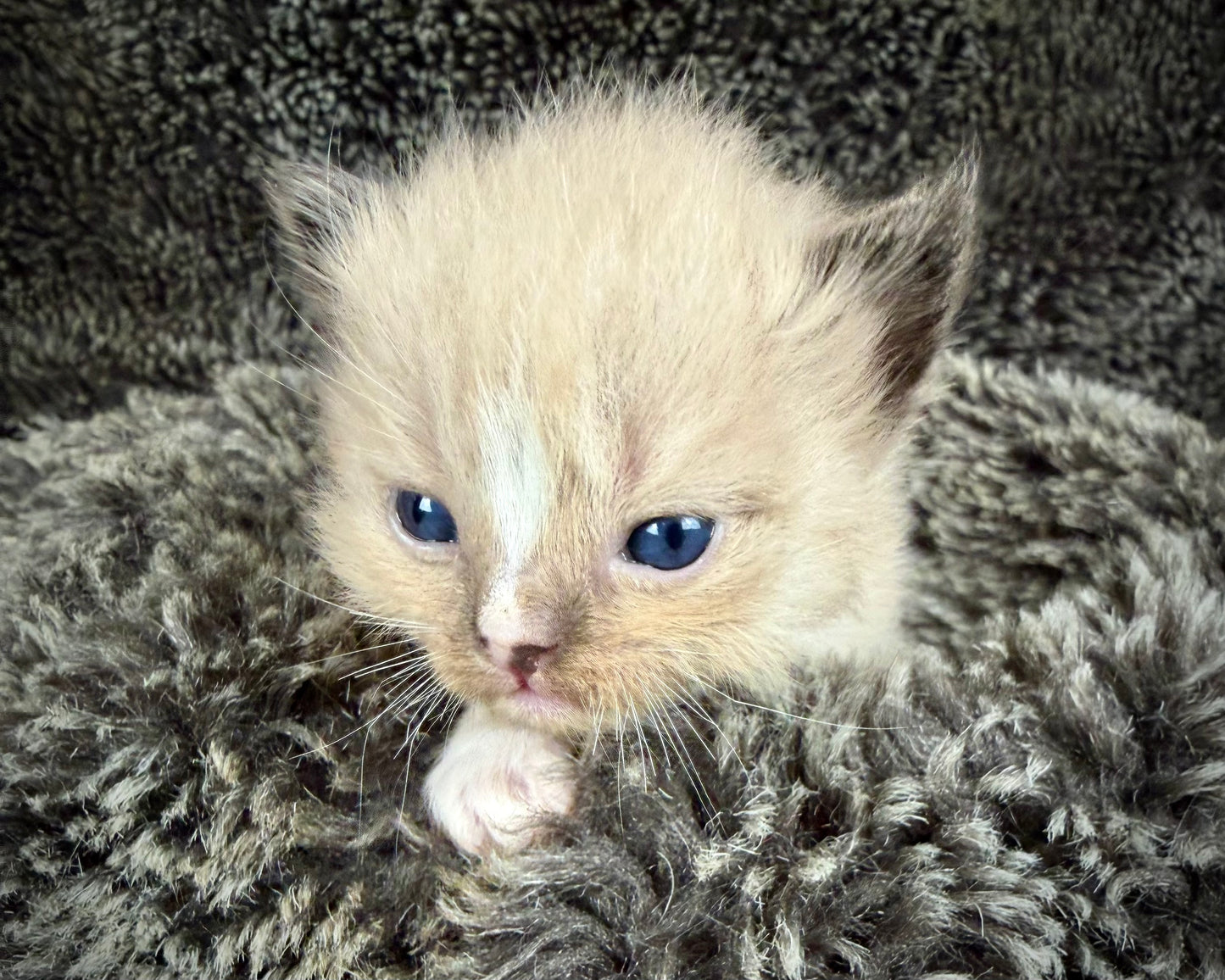 JASPER JOHNS - MALE  - seal sepia/Mink mitted with diamond blaze