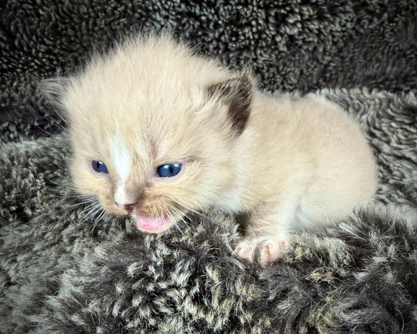 JASPER JOHNS - MALE  - seal sepia/Mink mitted with diamond blaze