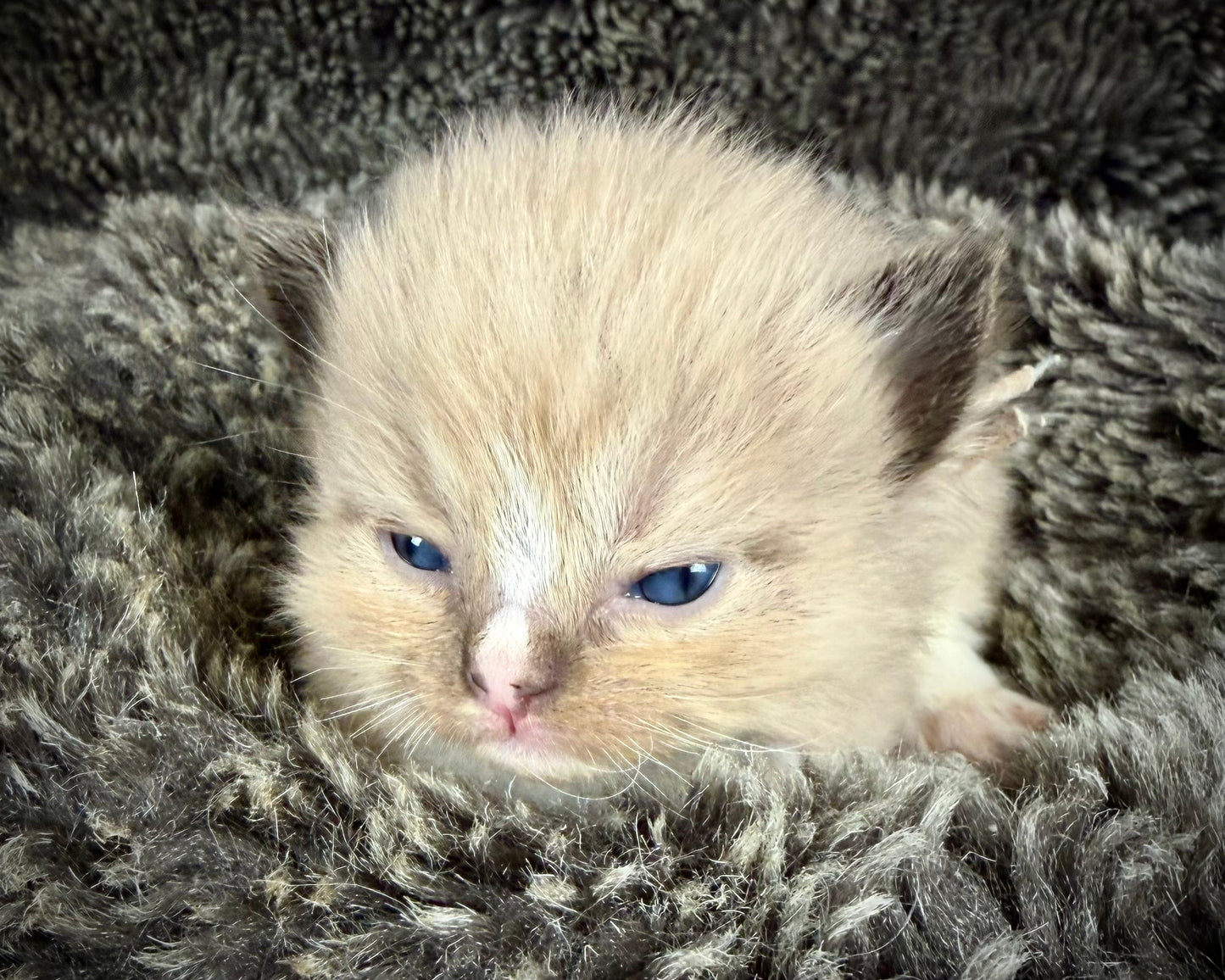 DEIBENKORN -MALE  - Seal Mink mitted