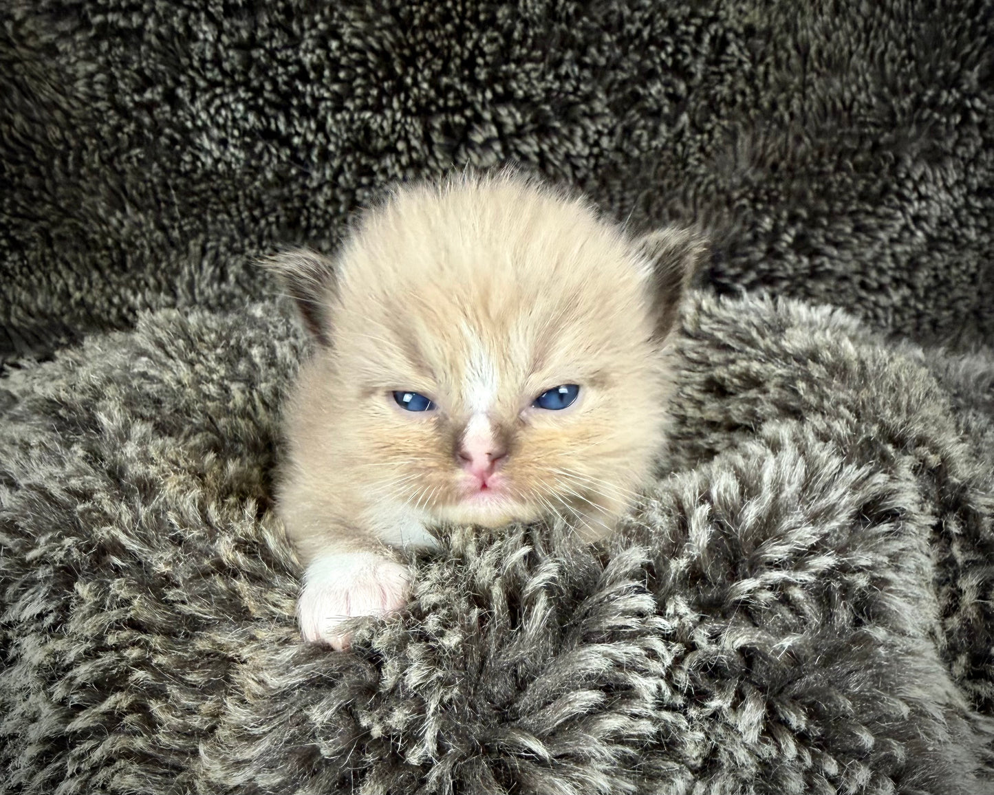 DEIBENKORN -MALE  - Seal Mink mitted