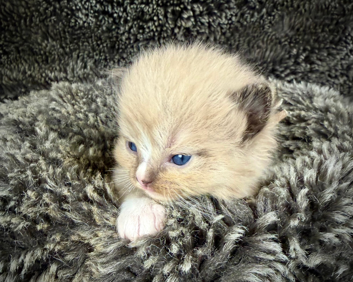 DEIBENKORN -MALE  - Seal Mink mitted