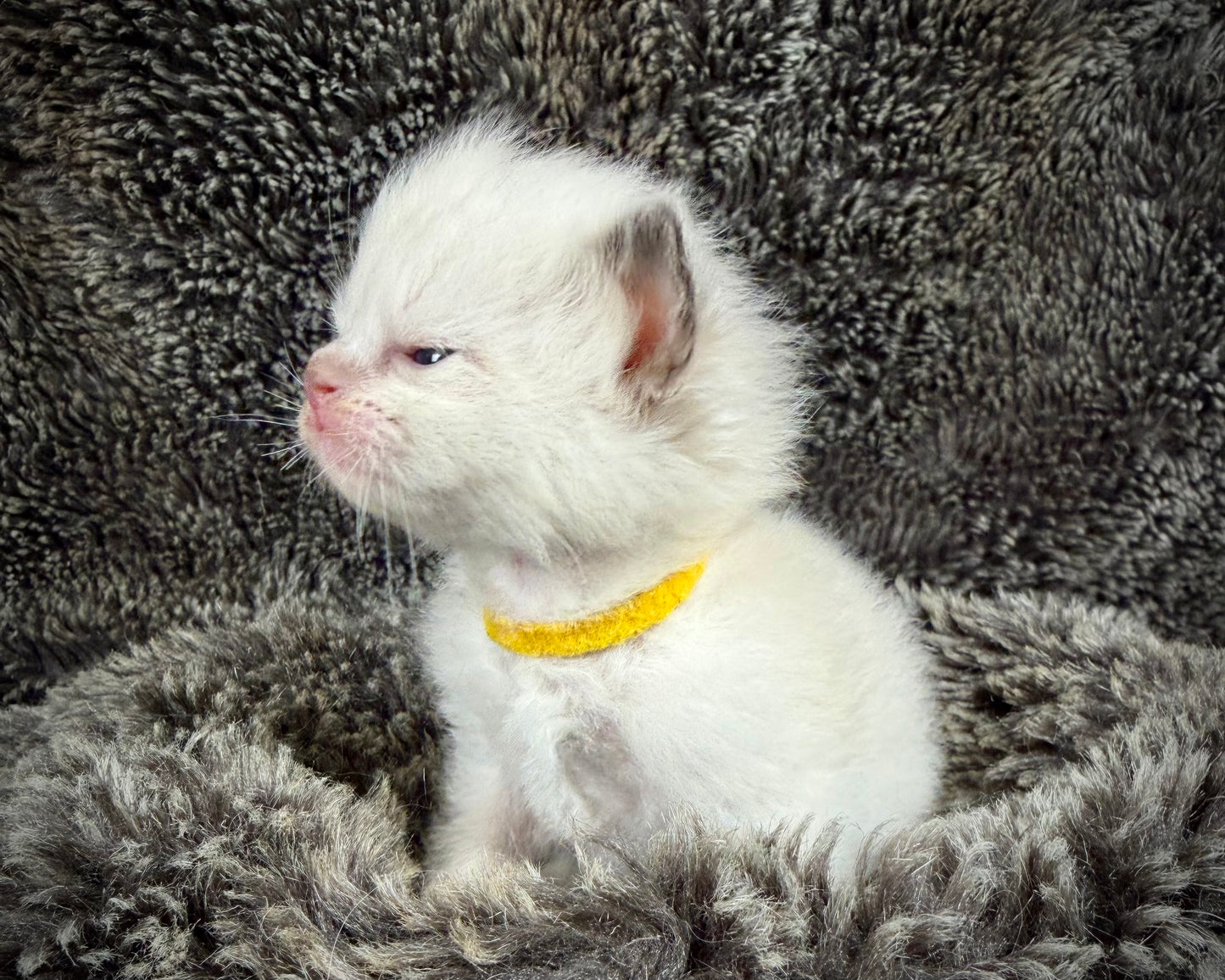 GOLDSWORTHY - MALE  - Chocolate mink