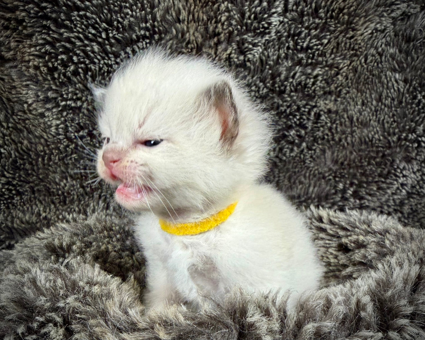 GOLDSWORTHY - MALE  - Chocolate mink