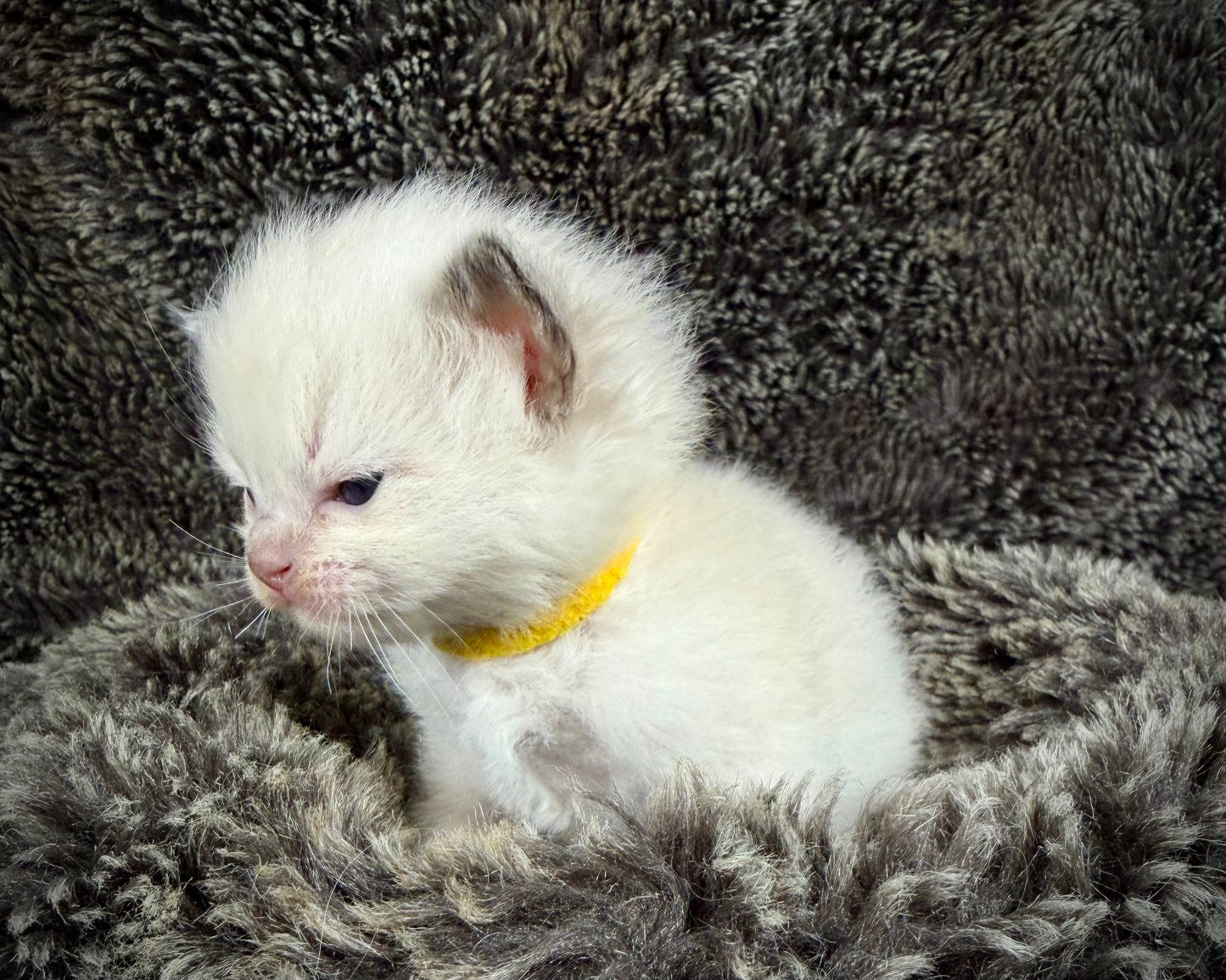 GOLDSWORTHY - MALE  - Chocolate mink