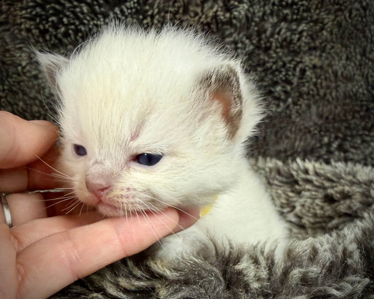GOLDSWORTHY - MALE  - Chocolate mink