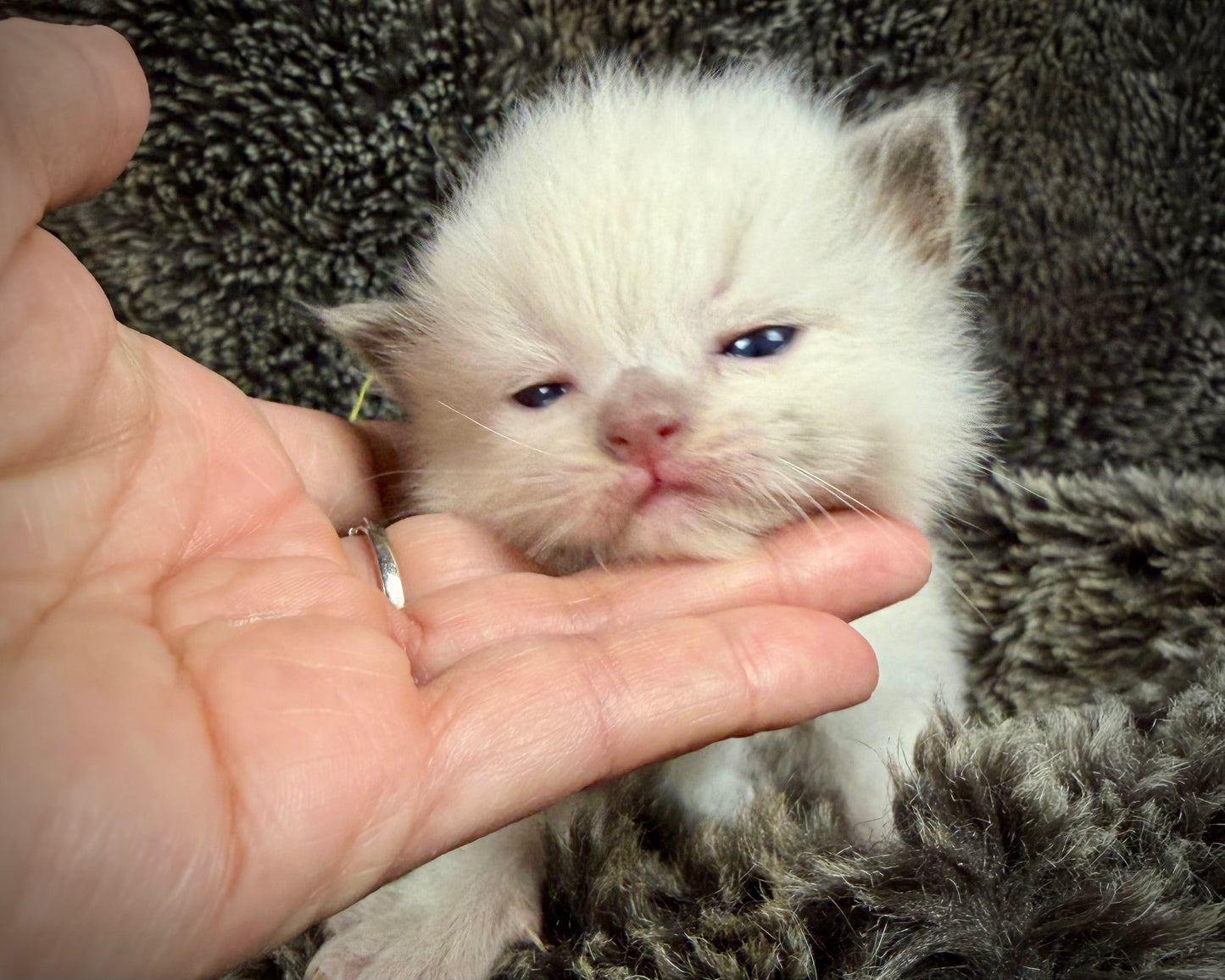 GOLDSWORTHY - MALE  - Chocolate mink