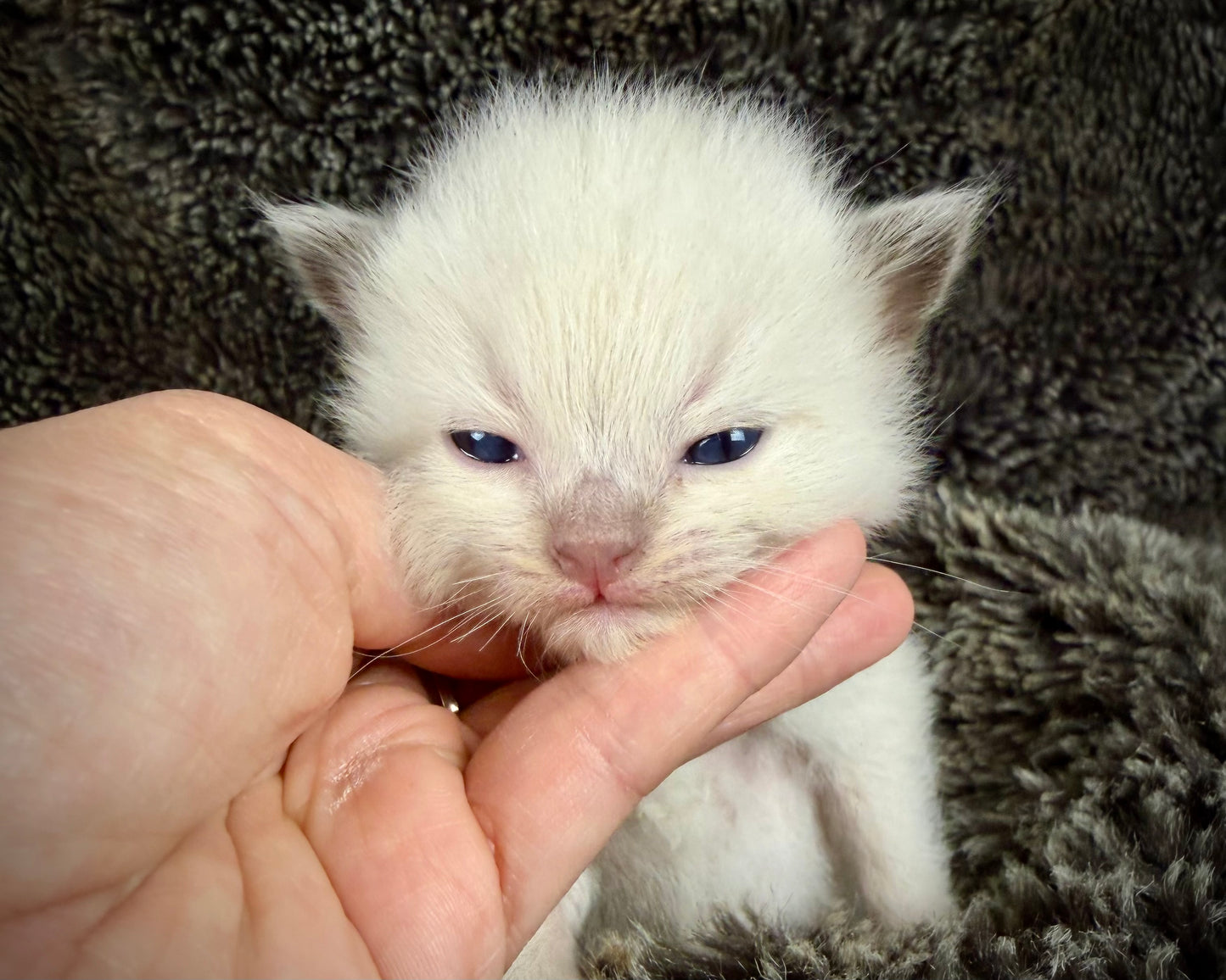 GOLDSWORTHY - MALE  - Chocolate mink