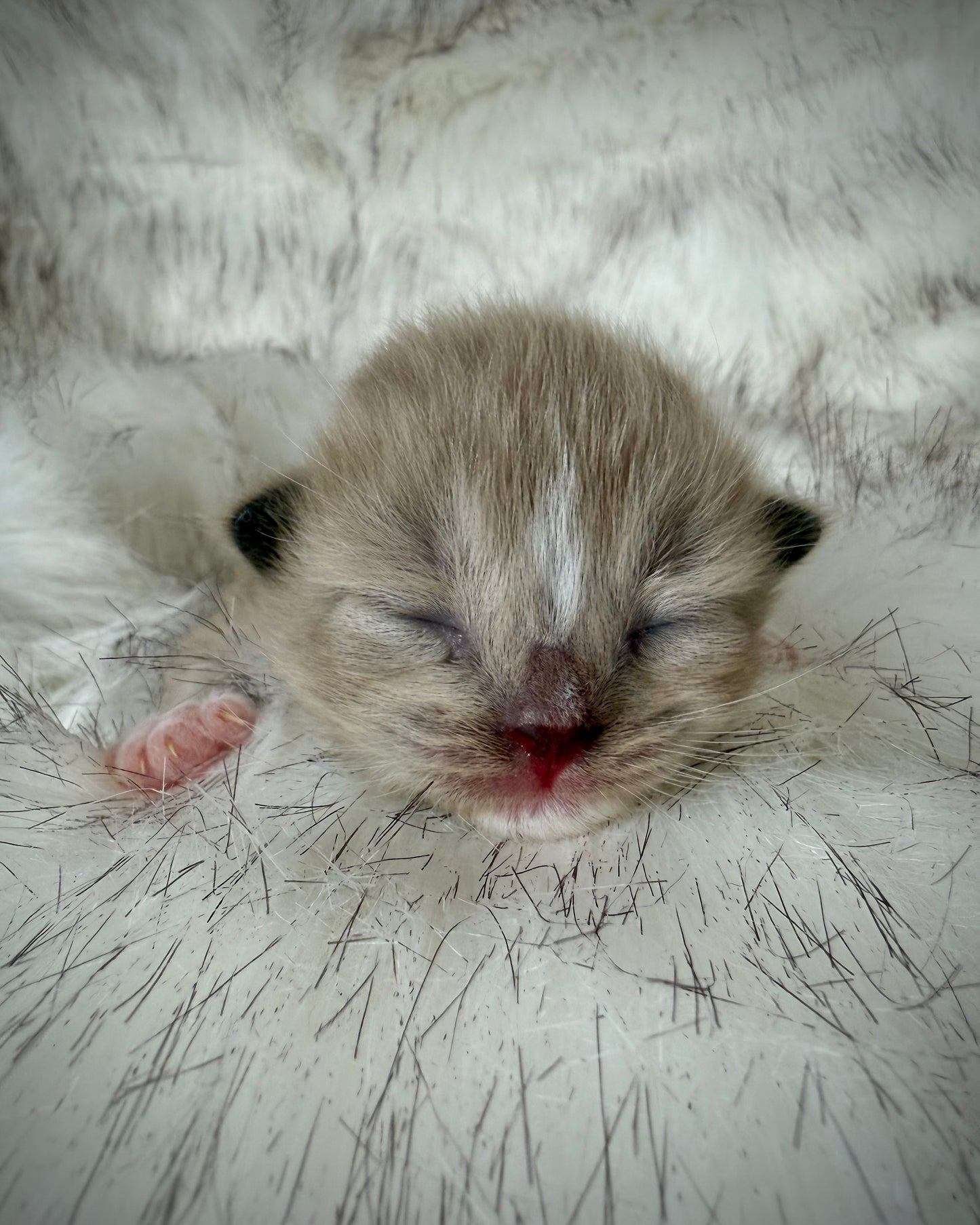 Gemelli   - FEMALE  - Seal Sepia/Mink mitted with Blaze