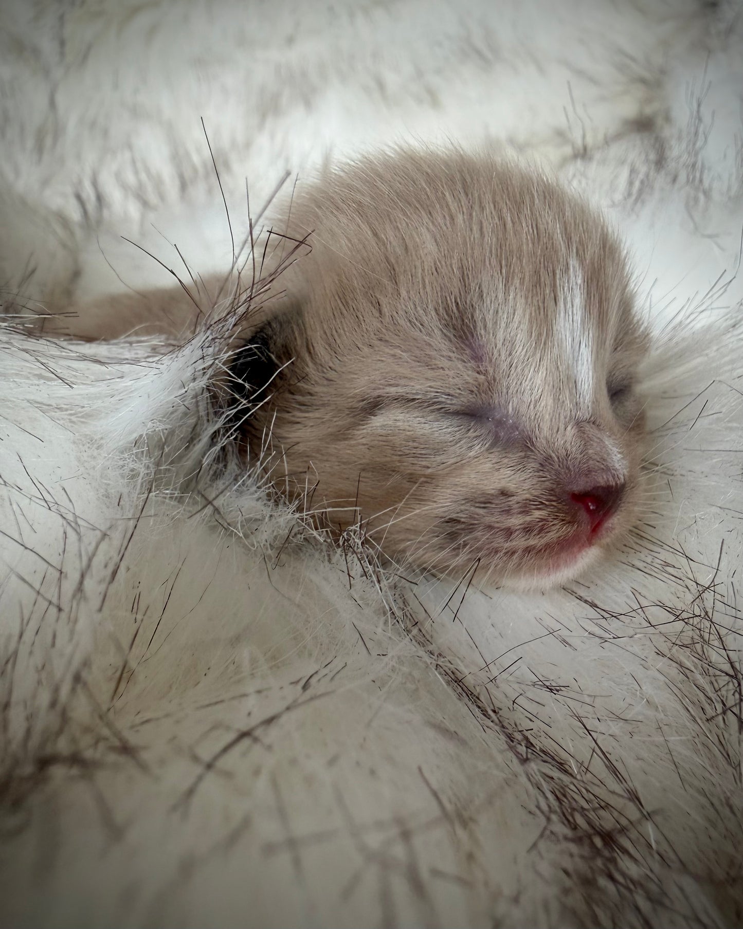 Gemelli   - FEMALE  - Seal Sepia/Mink mitted with Blaze
