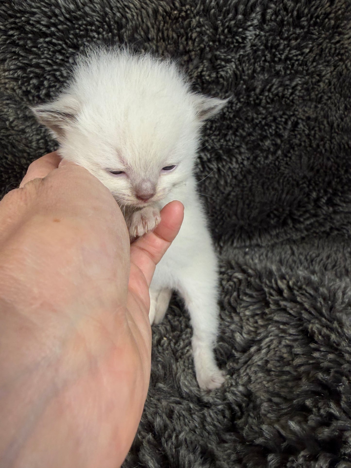 GOLDSWORTHY - MALE  - Chocolate mink