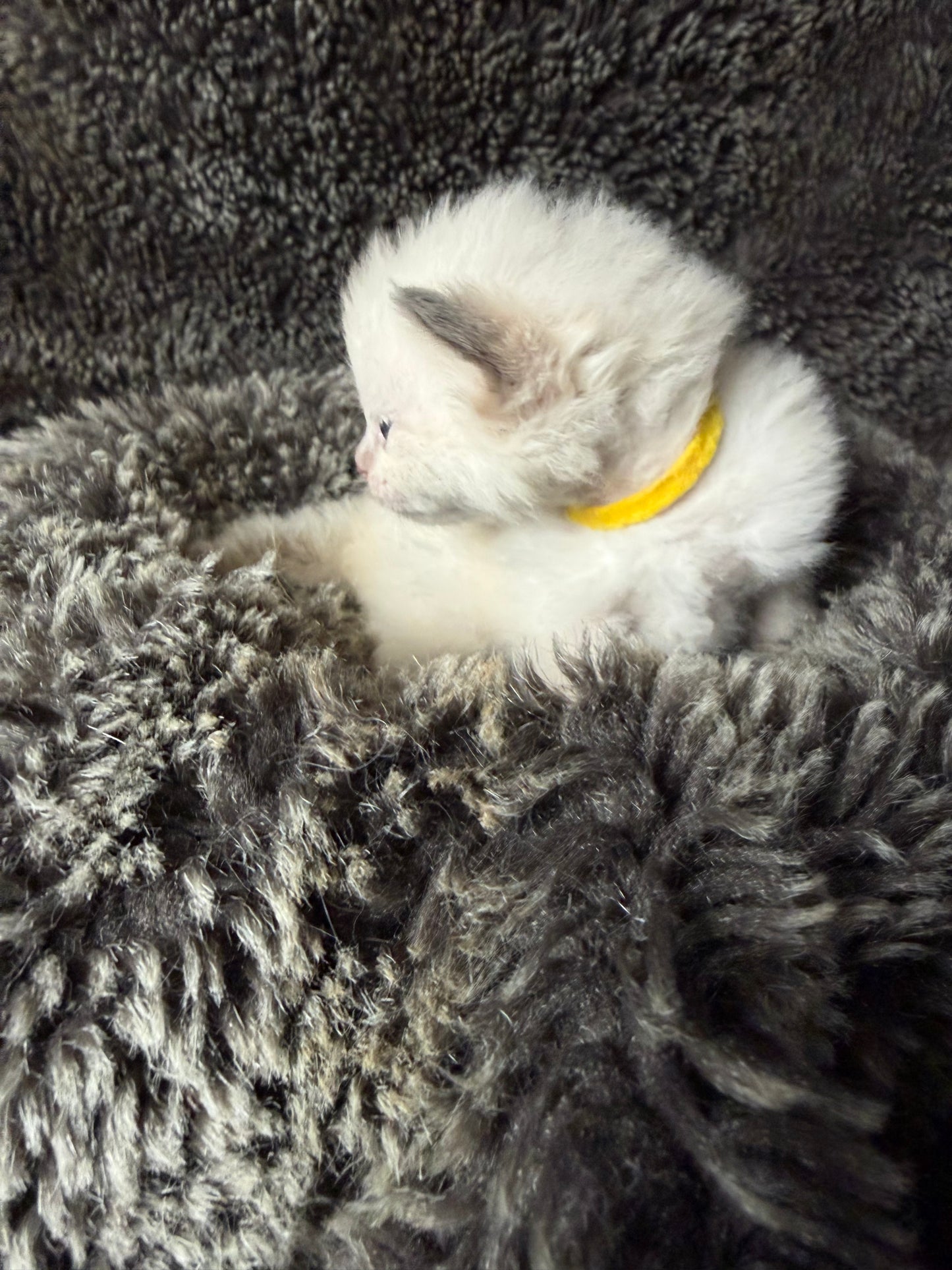 GOLDSWORTHY - MALE  - Chocolate mink