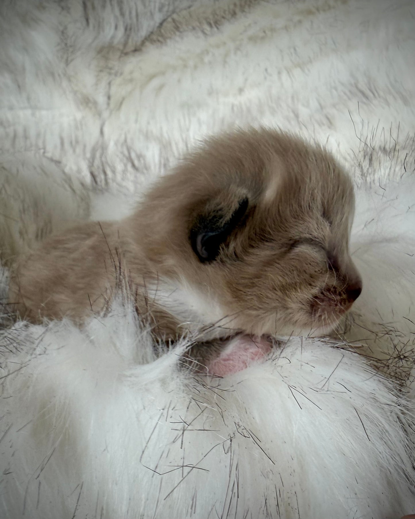 Gemelli   - FEMALE  - Seal Sepia/Mink mitted with Blaze