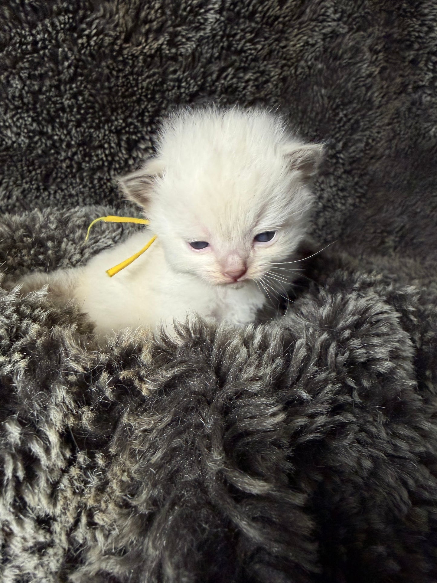 GOLDSWORTHY - MALE  - Chocolate mink