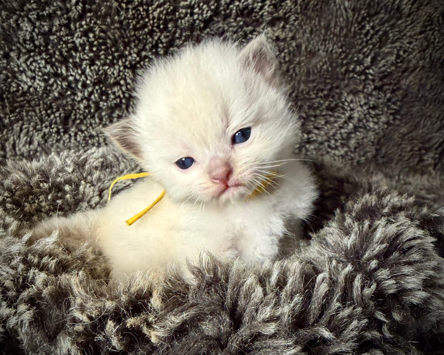 GOLDSWORTHY - MALE  - Chocolate mink