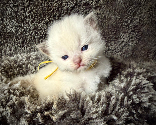 GOLDSWORTHY - MALE  - Chocolate mink