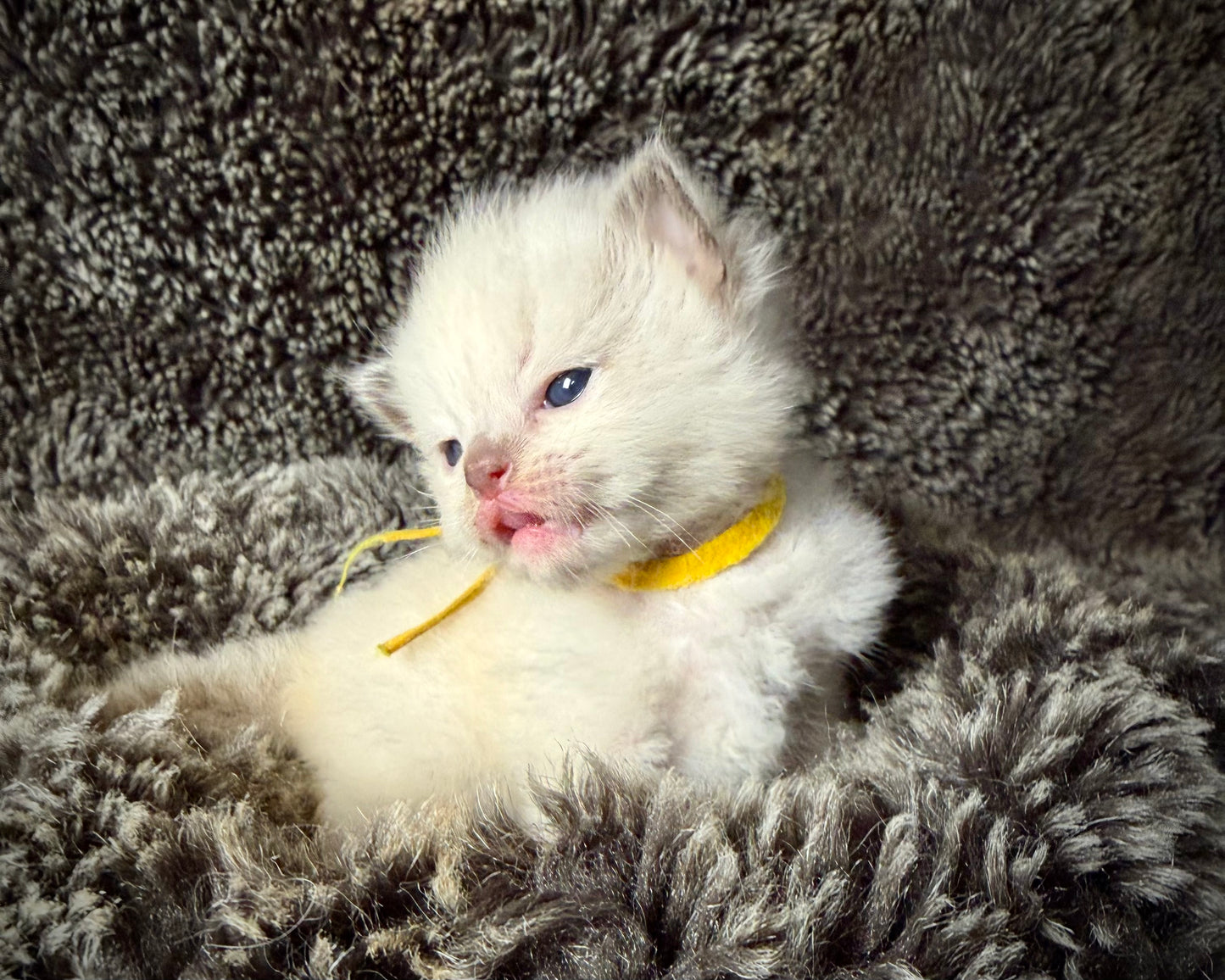 GOLDSWORTHY - MALE  - Chocolate mink