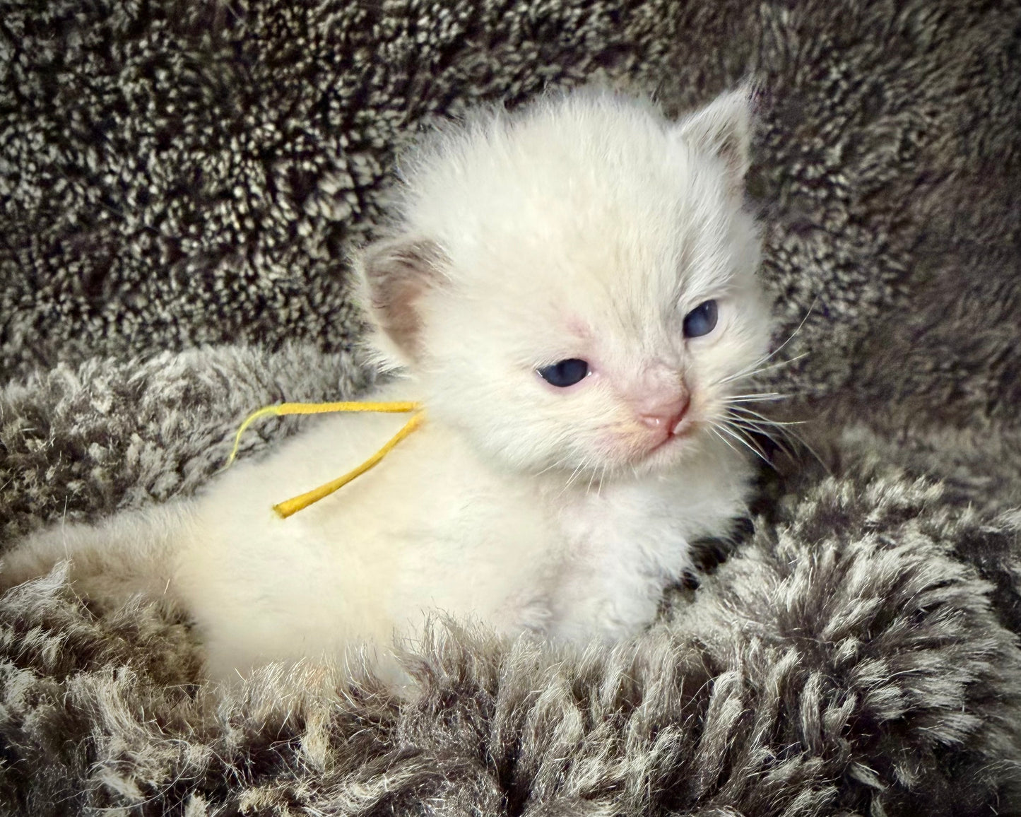 GOLDSWORTHY - MALE  - Chocolate mink