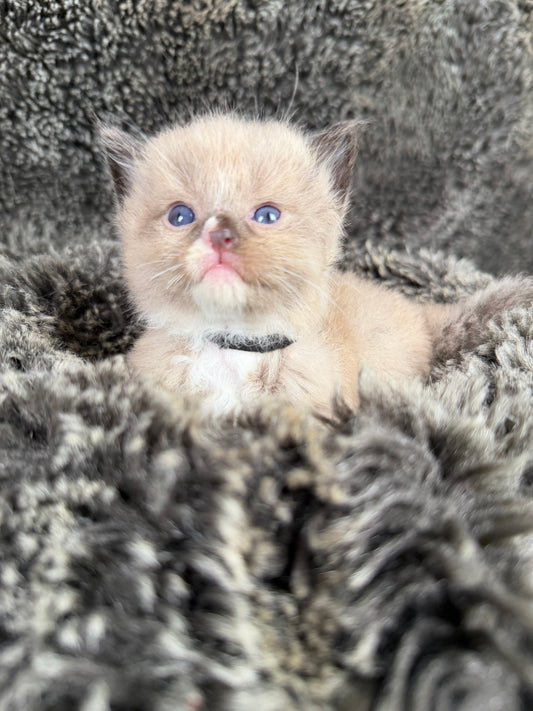 SCHWITTERS - MALE  - seal blaze/bicolor sepia/Mink